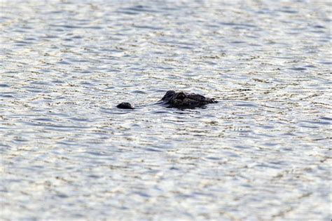 The PGA Posted A Video Of An Alligator Eating A Snake In New Orleans