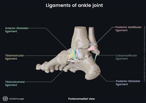 ankle joint anatomyapp