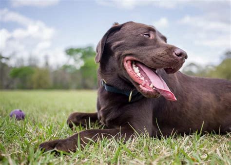 Chocolate Labradors Have Shorter Life Span Than Black And Yellow