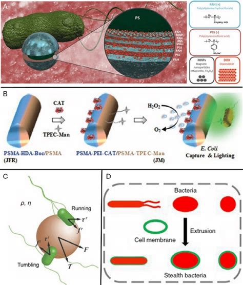 Representative Examples Of Bacteria Hybrid Micro Nanomotors A