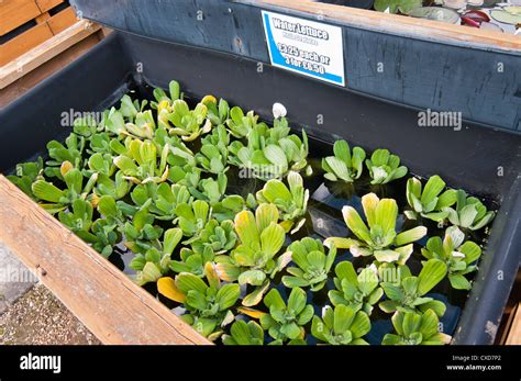 Water Lettuce Pistia Stratiotes For Sale At Aquatic Plants Shop Uk