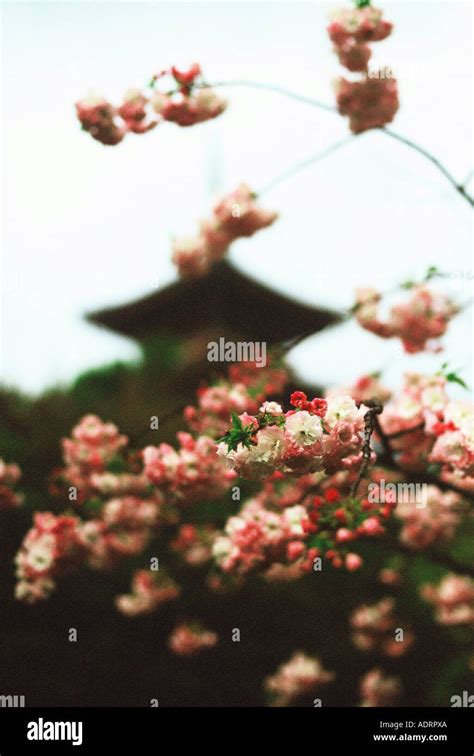 Cherry Blossom Kiyomizu Temple Kyoto Japan Stock Photo - Alamy