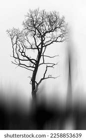 Dark Silhouette Beautiful Tree On White Stock Photo 2258853639 ...