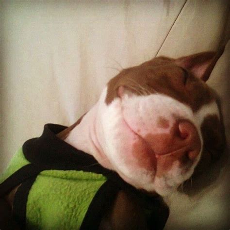 #Pitbull #MyPuppy #notabully Momento nostálgico encontre esta foto en una #microSD vieja. Un día ...