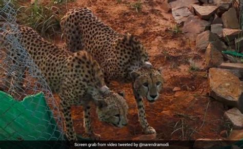 2 African Cheetahs First Successful Hunt In Madhya Pradesh S Kuno Park