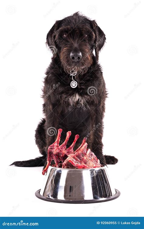 Black Dog With Bowl Full Of Raw Meat Isolated On White Background Stock