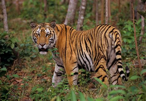 Indochinese Tiger Facts, Habitat, Behavior, Diet, Population