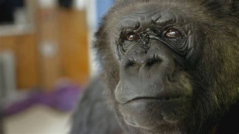 Koko - The Gorilla Who Talks | PBS