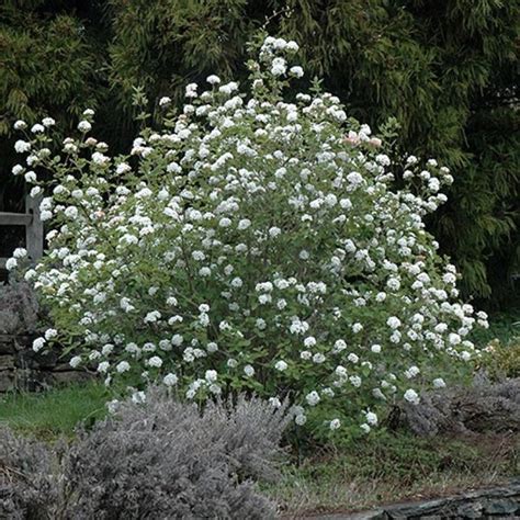 Growing The Fragrant Snowball Viburnum Carlesii Korean Spice