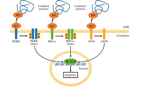 Signaling Pathway Of The Unfolded Protein Response During Simulation Of