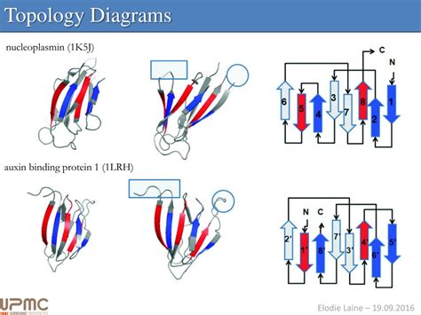 Protein Topology Diagram Program