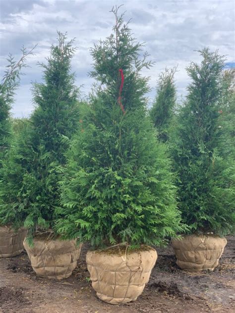 Thuja P ‘green Giant Green Giant Arborvitae Feeneys Wholesale Nursery