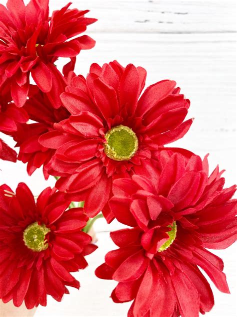 Red Paris Daisy Bush Kelea S Florals