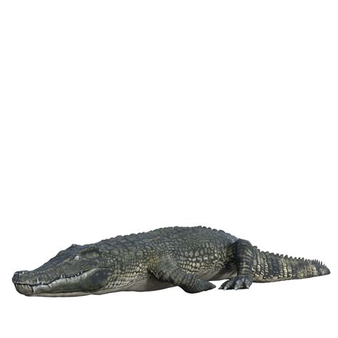 Wildlife crocodile isolated 3d render 18971916 PNG