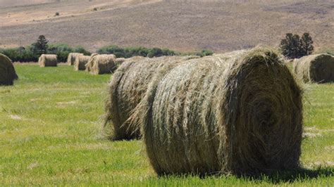 Forrajes La Clave Para Incrementar La Productividad Del Rodeo