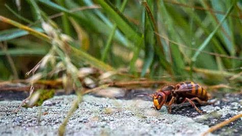 The Startling Size Of Murder Hornets Midway Pest Management