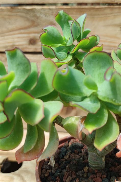 Crassula Blue Waves Succulentes Et Jolies Plantes