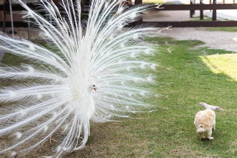 Peacock Chasing Rabbit On Green Grass Home Decorative Rabbit Outdoors