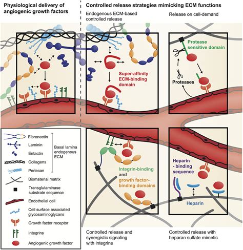 Frontiers Extracellular Matrix And Growth Factor Engineering For