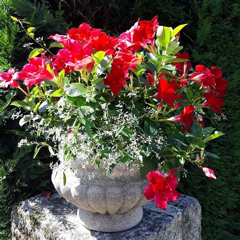 Diplad Nia Bella Compact Red Vari T Compacte Fleurs D Un Rouge