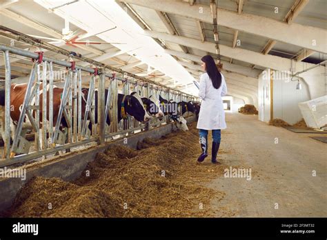 Veterinary Examination Cow Fotograf As E Im Genes De Alta Resoluci N