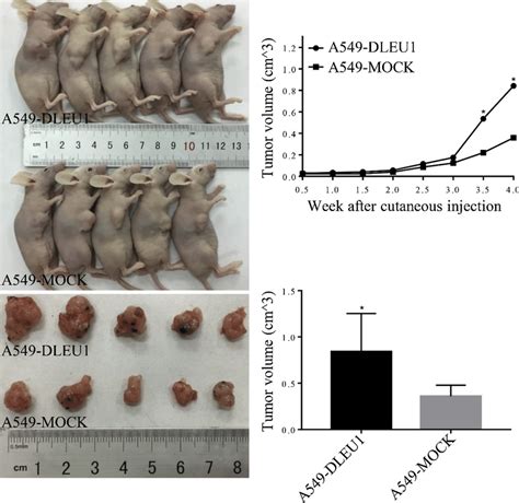 Overexpressed Dleu1 Facilitates Nsclc Tumorigenesis In Vivo The Download Scientific Diagram