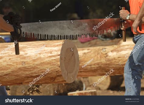 Loggers Using A Two Man Crosscut Saw In A Logging Competition Lining