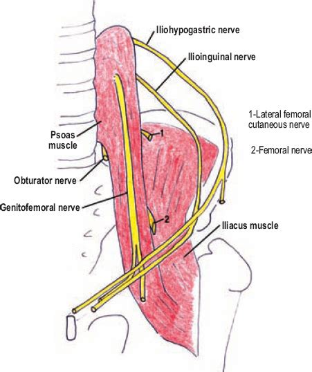 Groin Muscles Diagram : Groin Injuries And Problems - It is often ...