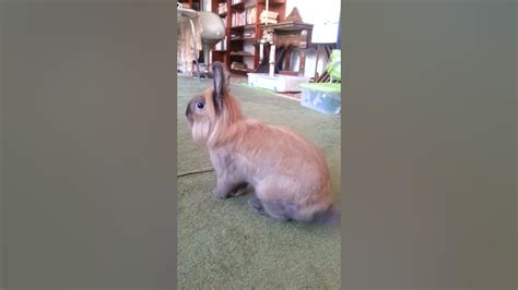 Cute Lionhead Bunny Rabbit Stomping Feet At Danger Youtube