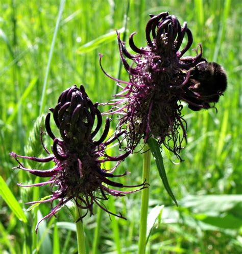 Halloween Plants - 21 Spooky Plants to Set A Scary Mood