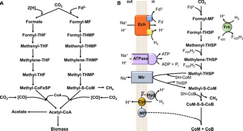 The WoodLjungdahl Pathway Of Acetyl CoA Formation From CO2 In