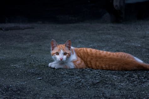 animals lying   ground  stock photo