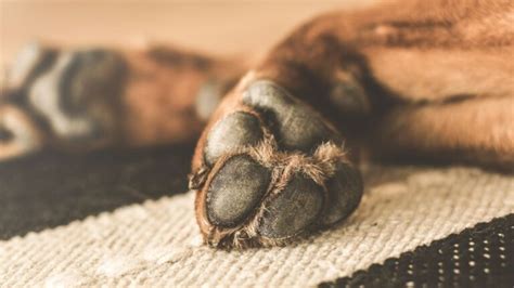 Remedios Caseros Si Tu Perro Se Rasca Mucho Recetas Barf