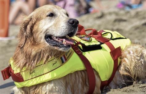 Brando Viene Da Empoli Il Cane Eroe Che Ha Salvato Un Uomo Dal Mare A