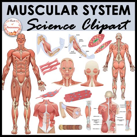 Skeletal Muscle Diagram Unlabeled