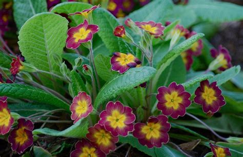 Primroses, violets and the native bleeding hearts are all proclaiming ...