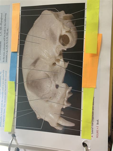 Lateral View Of Cat Skull Diagram Quizlet