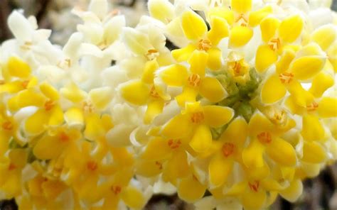 Buy Edgeworthia chrysantha Paper Bush - FREE SHIPPING - For Sale From ...