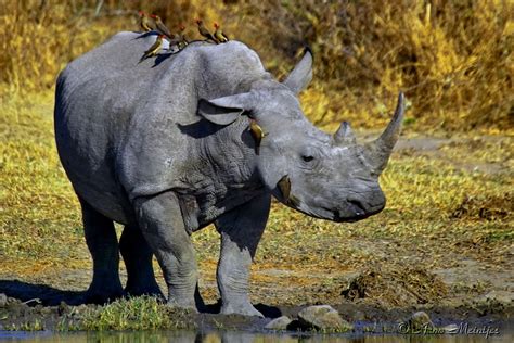 Symbiosis African Grasslands