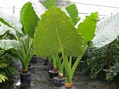 Buy 5 Bulbs Of Rarest Alocasia Macrorrhiza Borneo Giant Tropical Huge Elephant Ear Massive