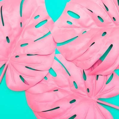 Pink Tropical Palm Leaves Of Monstera In Vibrant Bold Color On