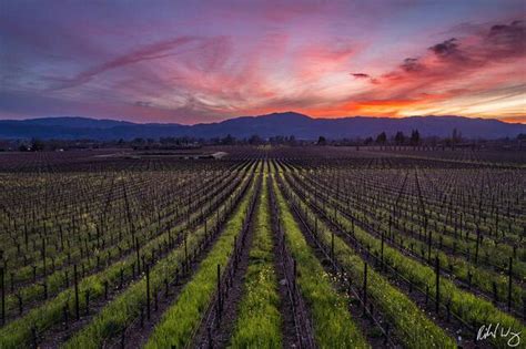 Napa Valley Winter Sunset Photo Richard Wong Photography