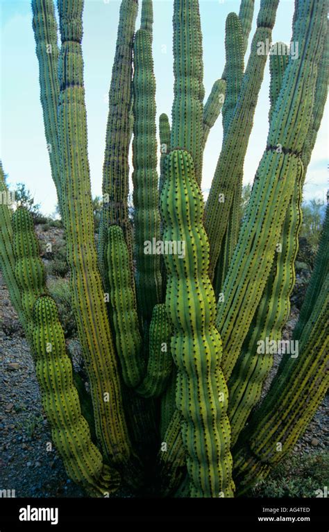 Cactus in the Sonora desert Stock Photo - Alamy