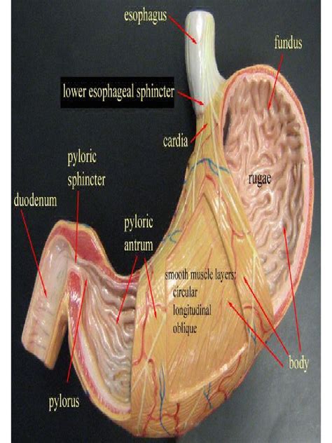 Anatomy Models PDF | PDF