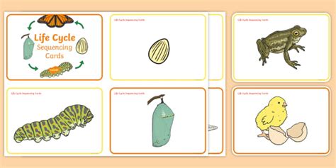 Life Cycles Sequencing Cards L Enseignant A Fait Twinkl