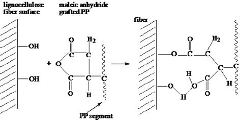 Schematic Description Of The Grafting Of Maleic Anhydride With Wood