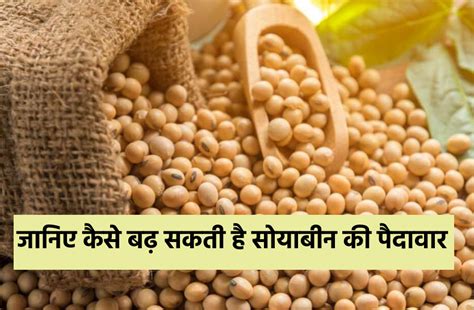 How To Increase Soybean Yield अमेरिका में एक एकड़ में 30 क्विंटल सोयाबीन जबकि हमारा महज 6