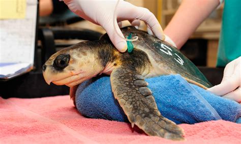 Tortugas GalÁpagos Características Qué Come Dónde Vive