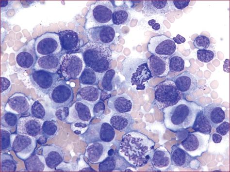 Round Cell Tumours Veterian Key