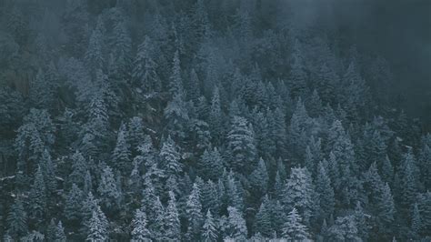 Download Wallpaper 1920x1080 Trees Snowy Fog Top View Full Hd Hdtv